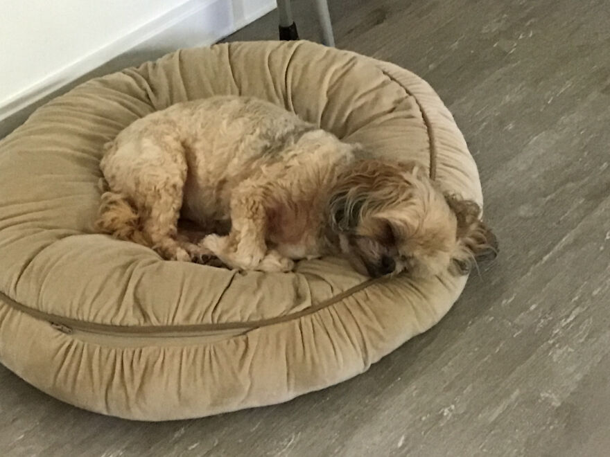 My Dog Really Makes Me Happy So Here Is A Compilation Of Her In The Past Year My Dog Really Makes Me Happy So Here Is A Compilation Of Her In The Past Year