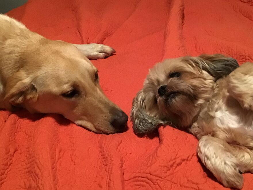 My Dog Really Makes Me Happy So Here Is A Compilation Of Her In The Past Year My Dog Really Makes Me Happy So Here Is A Compilation Of Her In The Past Year