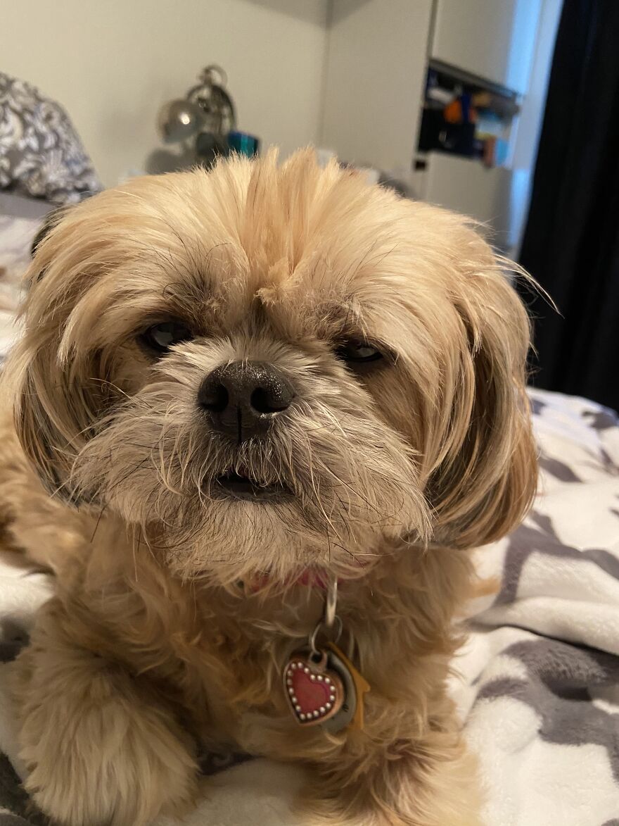 My Dog Really Makes Me Happy So Here Is A Compilation Of Her In The Past Year My Dog Really Makes Me Happy So Here Is A Compilation Of Her In The Past Year