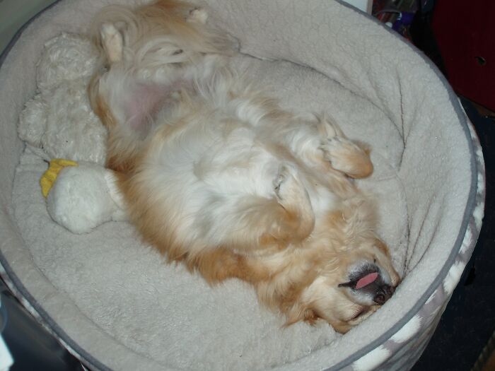 Tiki, Tongue Out, Belly Up, Wiener To The World