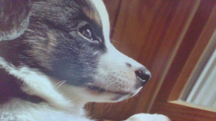 Sad Dogggooooooo!! :(