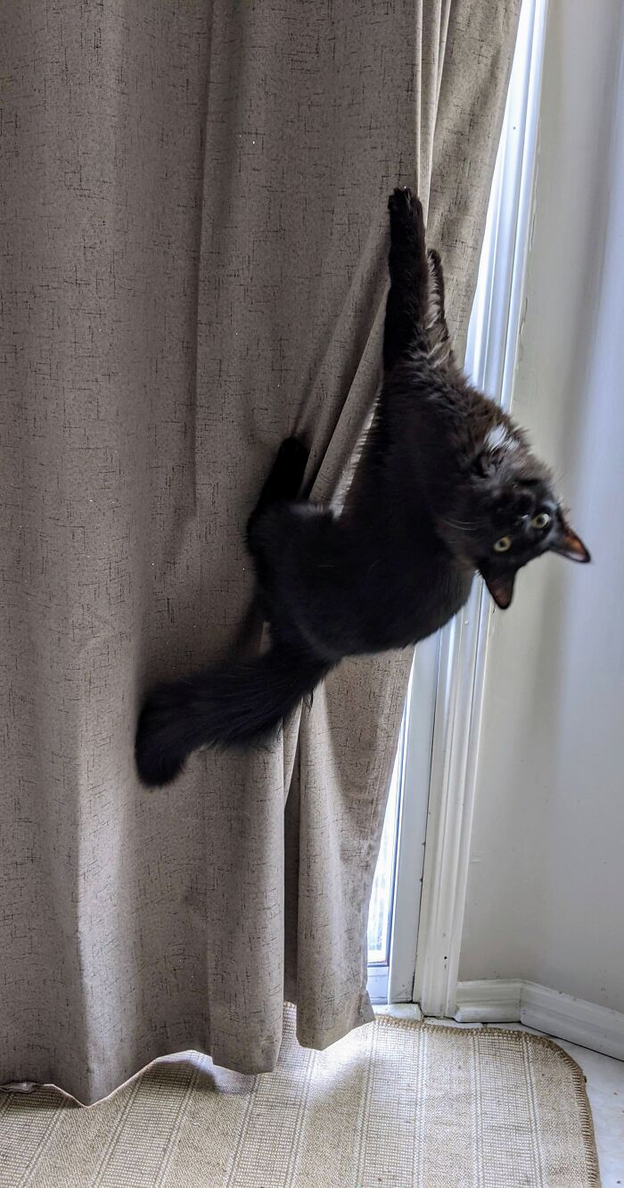 Batcat As Spidercat