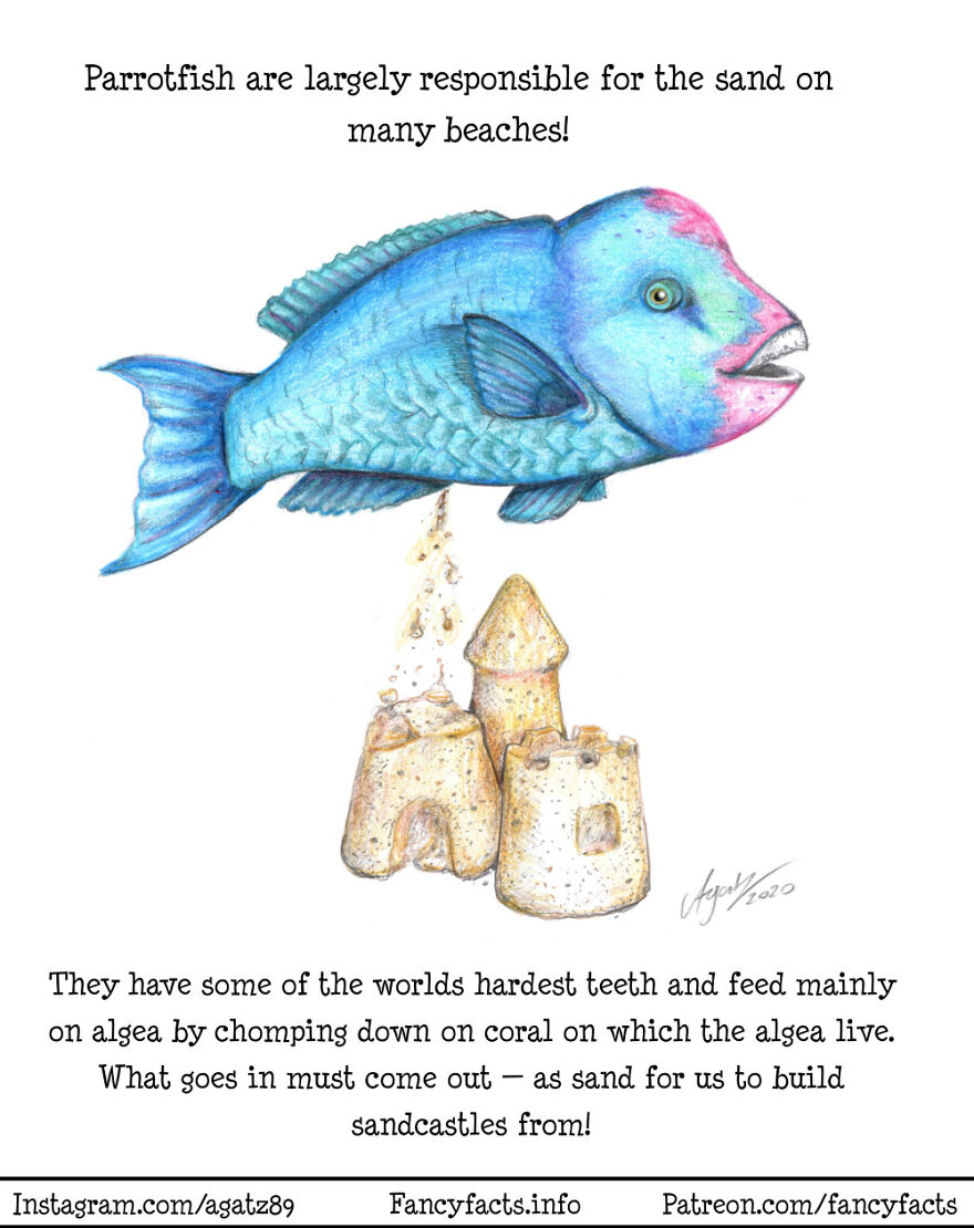 Parrotfish