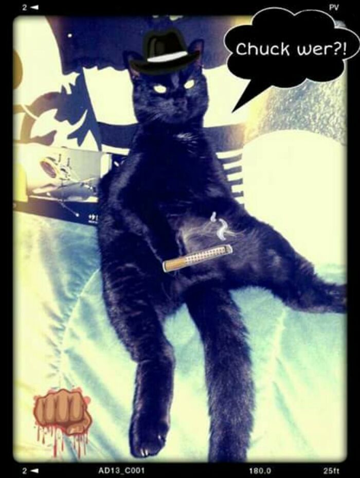 Titel Says "Chuck Who?" 'Cause He Was So Much Cooler Than Chuck Norris. Rip.