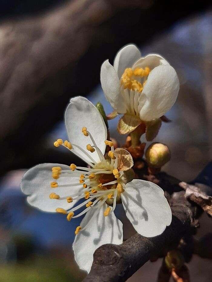 Plum Blossom