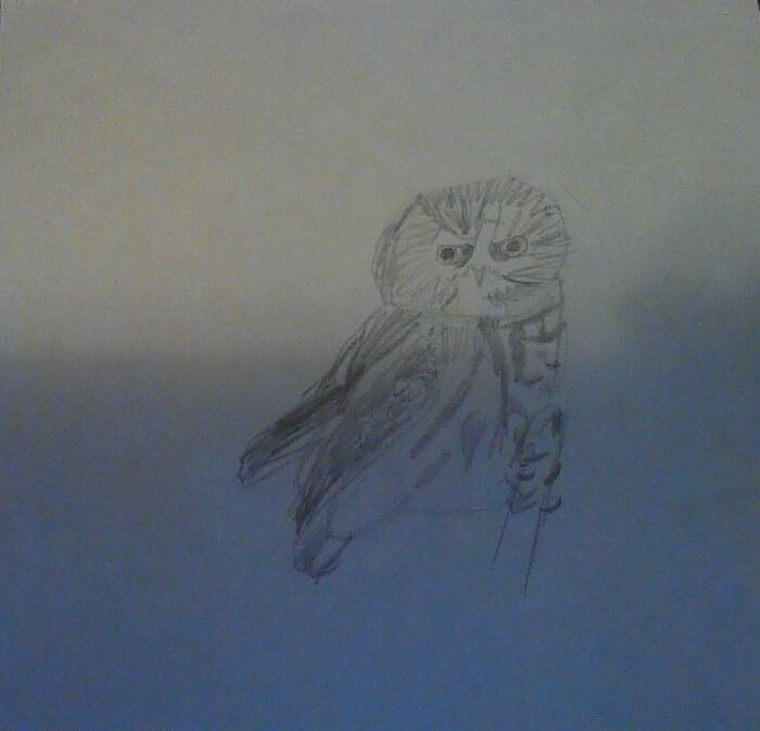 Saw-Whet Owl