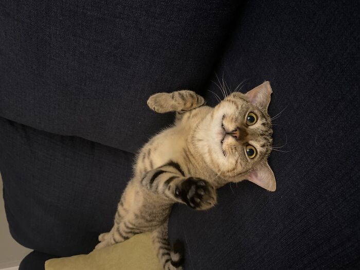 Anza (Ah-N-Zah) On The Couch