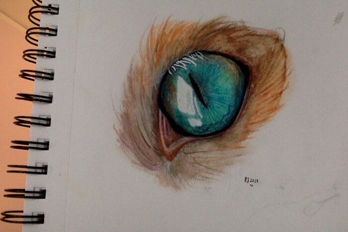 Random Hyper-Realistic Colored Pencil Drawings