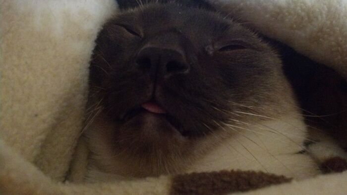 The Sleep Blep