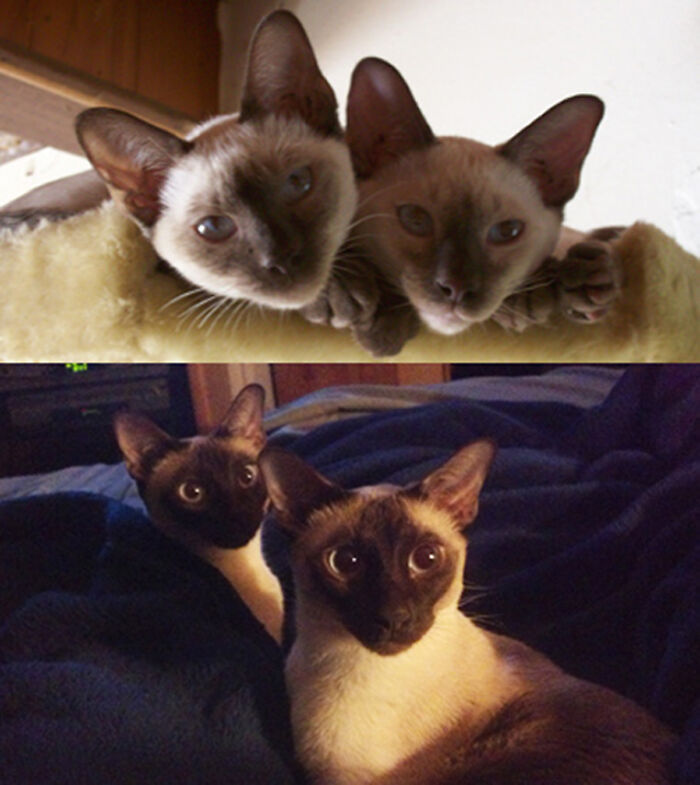 4 Months vs. 8 Years. Siblings Sammy & Lucy