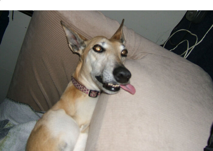 Greyhounds Sleep Like Freaks... Yes, She Is Asleep With Her Eyes Open And Tongue Hanging Out