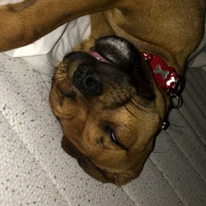 This Is Dio, He Is A Jug (Jack Russel And Pug)