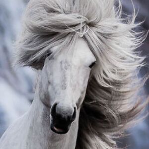 annelise-bates avatar