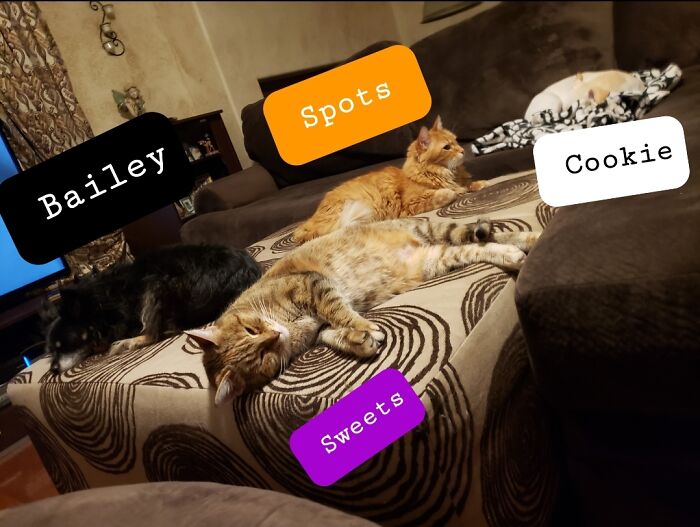 My 2 Cats & 2 Chihuahuas Getting Along For A Snooze!