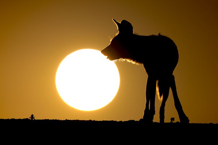 Sundown Theatre (Nature/Sunset, Gold)