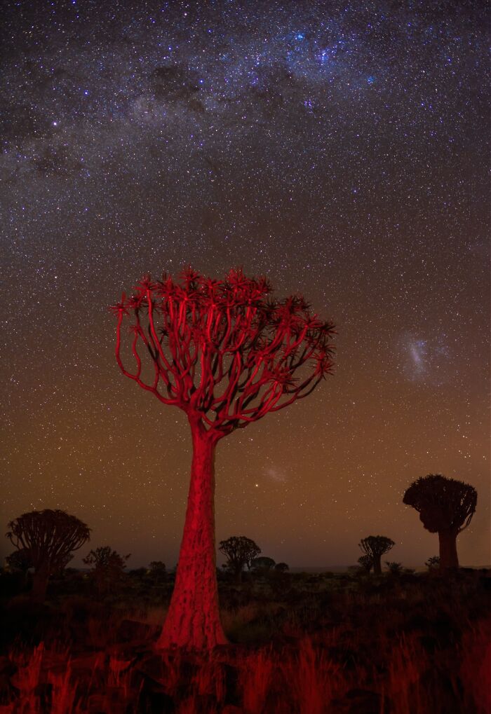 Quiver Tree At Night (Nature/Trees, Silver)