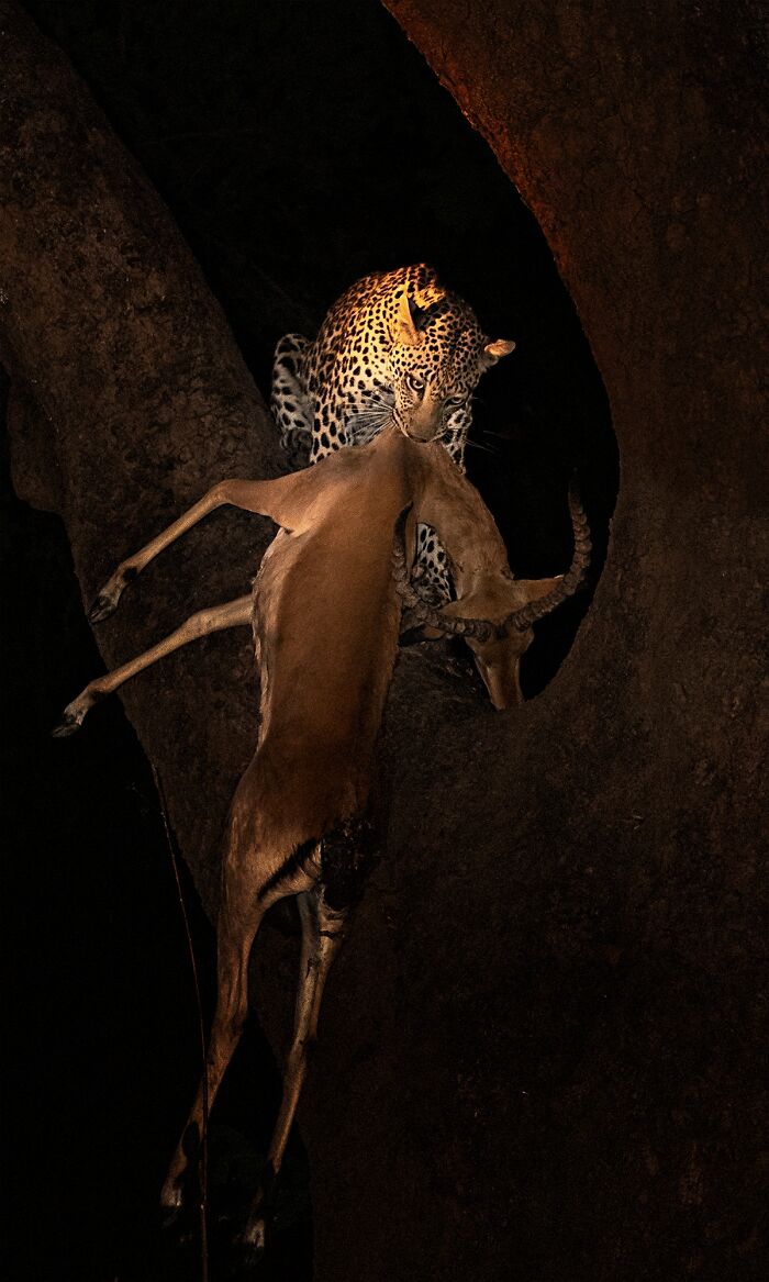 Struggle (Nature/Wildlife, Silver)