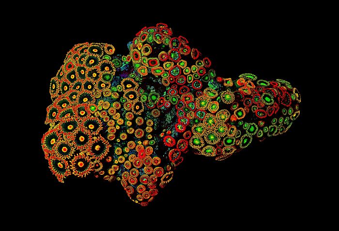 Fluorescing Colonial Sea Anemones (Science, 2nd Place)