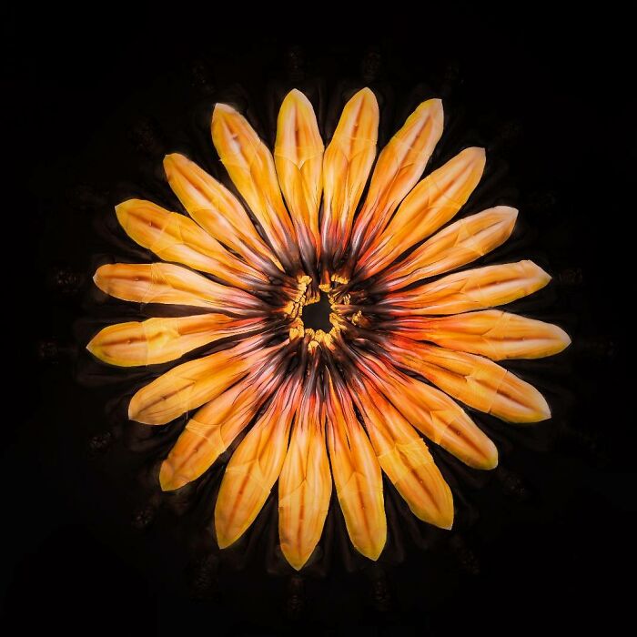 The Animals Painted On This Artist's Contorted Models Will Stir Your Mind