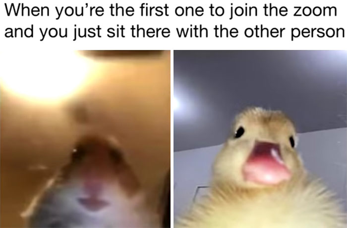 Funny school meme of two animals awkwardly staring during a Zoom call.