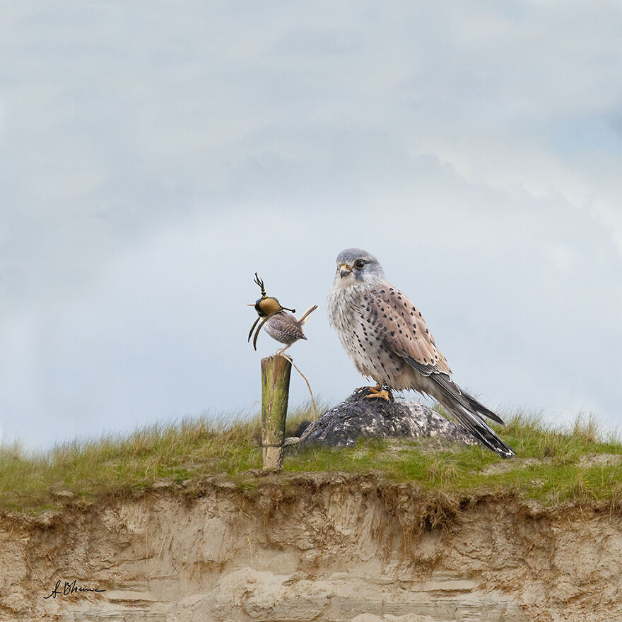 Falconry For Starters