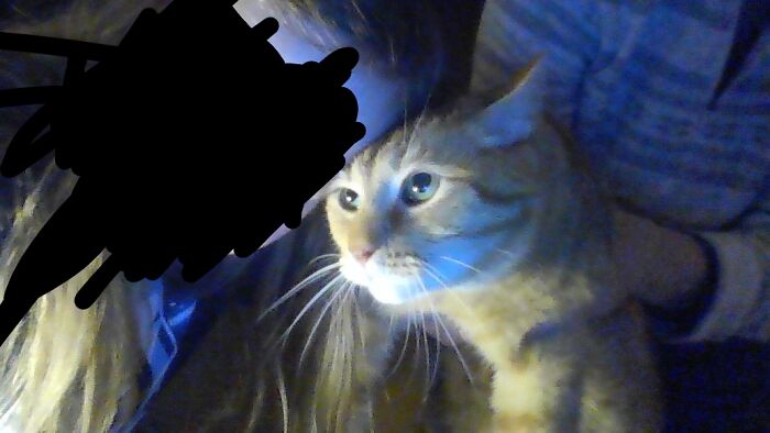 Me And My Cat Geronimo, And He Isn't Happy To Be Held. At Least He Calmed Down When I Headbutted Him.