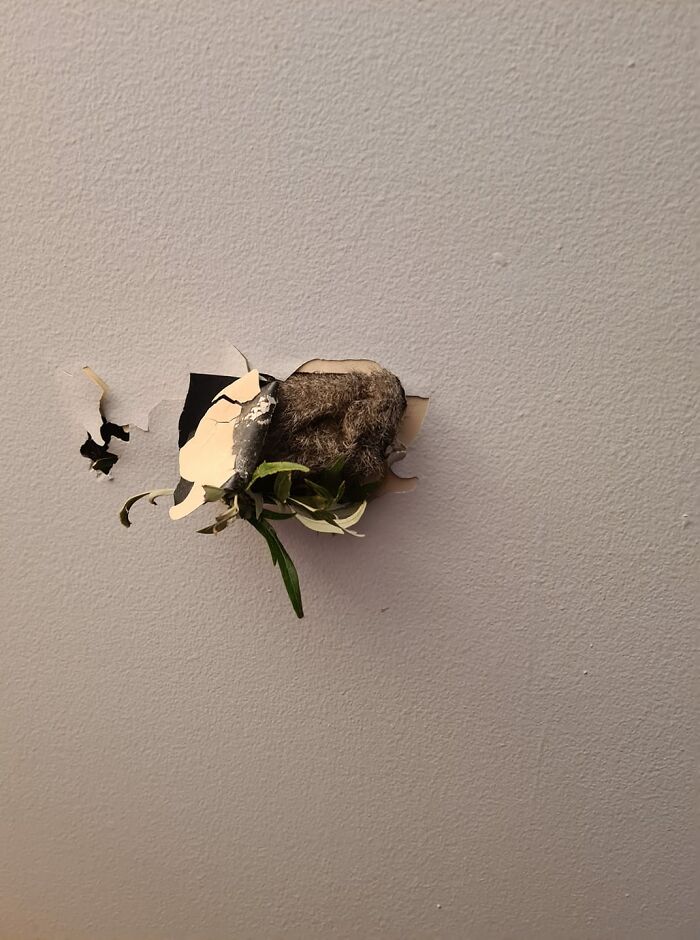 Woke This Morning To A Possum Butt Poking Thru My Wall. Gave Him A Poke To Move Him Now To Fix The Hole So He Doesn't Come Any Further Inside