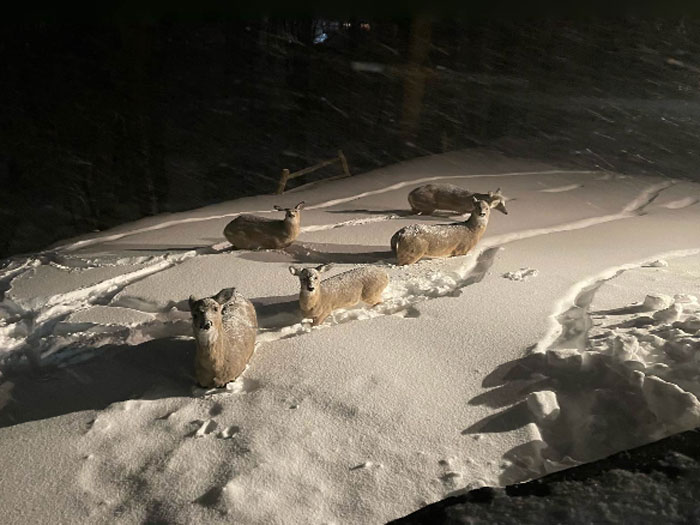 It Was A Pic Shared By My Aunt-In-Law And It Is In Nj Early This Morning. Look How High The Snow Is On The Deer! She Said More Than 30 Inches And Still Snowing! Had To Share! We’re Getting Dumped On Now In Me!