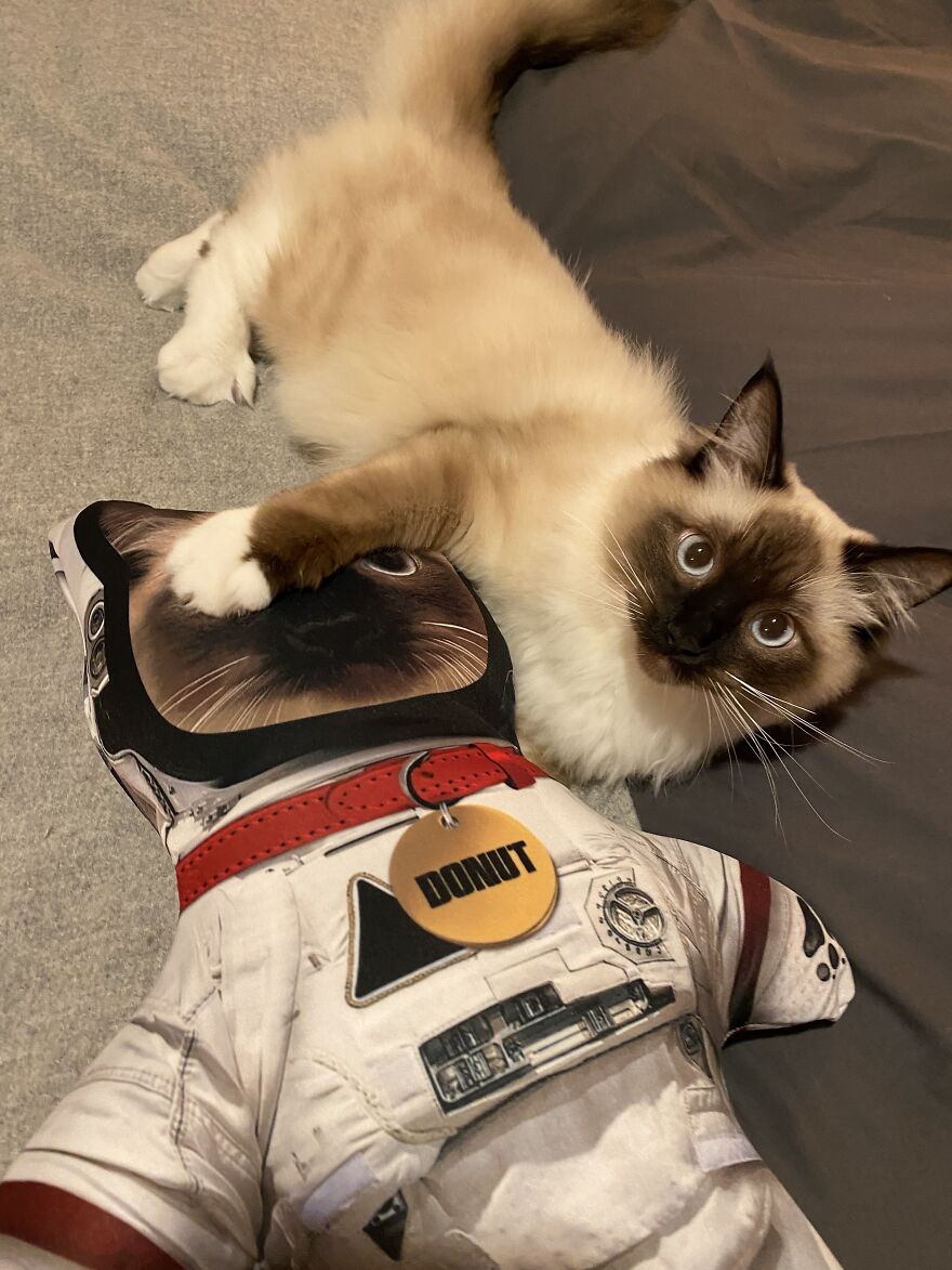 Donut Living His Best Astronaut Life