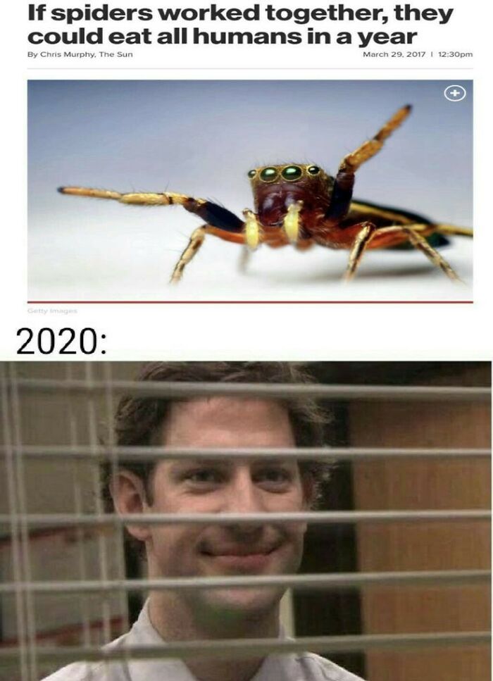 That Would Probably Come After The Murder Hornets