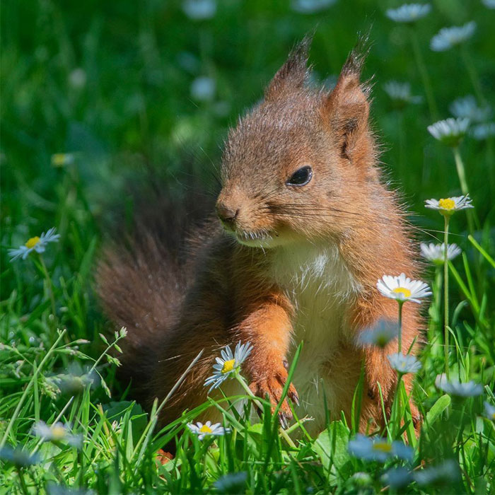 I’ve Spent A Couple Of Years Photographing Squirrels And Their Different Emotions (70 New Pics)