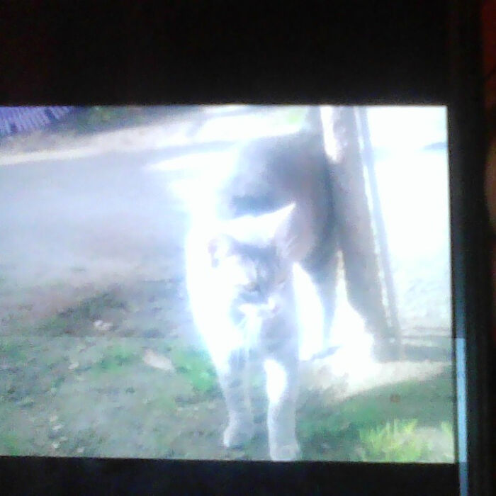 My Best Gift Was Shadow!