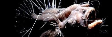 angler-fish-60250e87bbba4.png