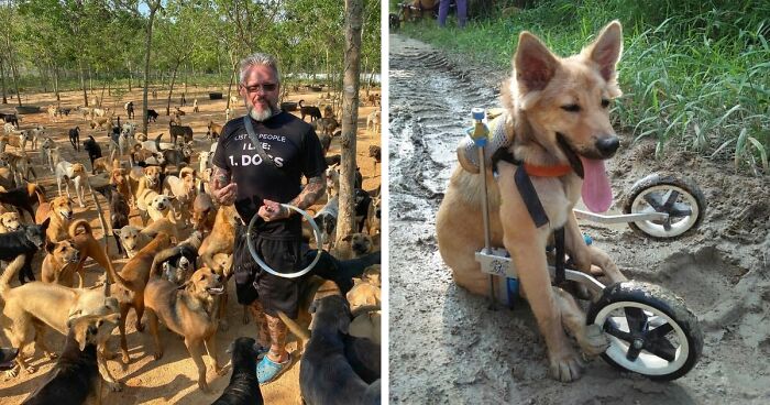 This Thai Animal Shelter Nurses Disabled Dogs Back To Life With The Help Of Vets And Wheelchairs