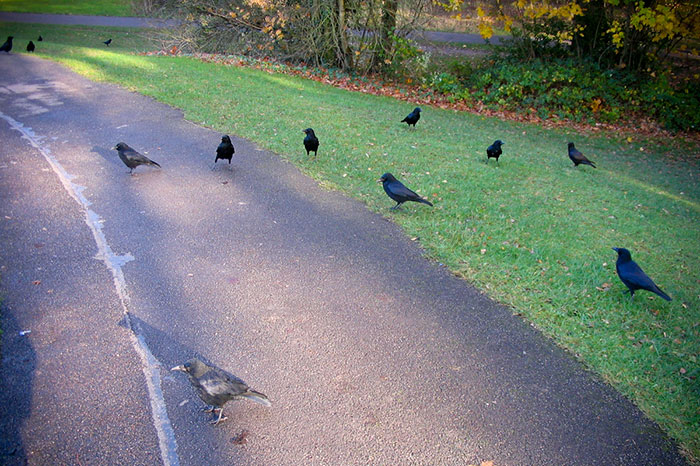Woman Shares How Feeding And Creating An 'Army Of Crows' Near Her House Possibly Saved This Neighbor's Life Woman Shares How Feeding And Creating An 'Army Of Crows' Near Her House Possibly Saved This Neighbor's Life