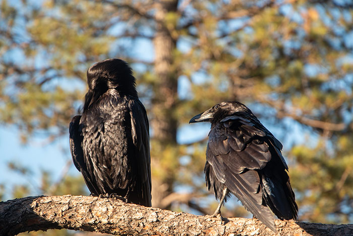 Woman Shares How Feeding And Creating An 'Army Of Crows' Near Her House Possibly Saved This Neighbor's Life Woman Shares How Feeding And Creating An 'Army Of Crows' Near Her House Possibly Saved This Neighbor's Life