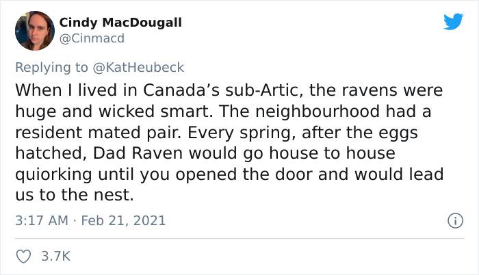 Woman Shares How Feeding And Creating An 'Army Of Crows' Near Her House Possibly Saved This Neighbor's Life