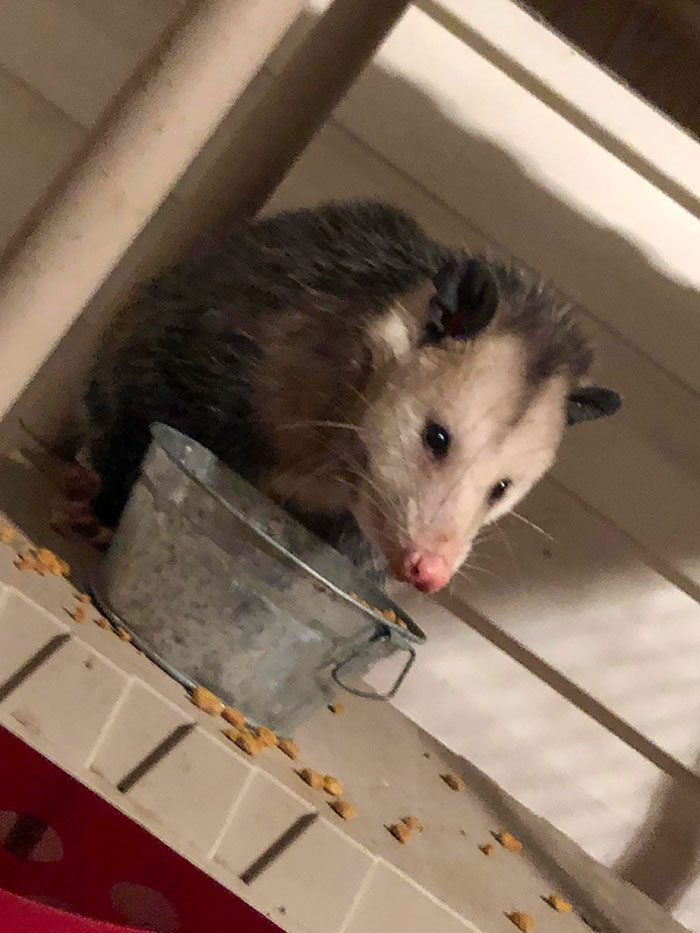 There Are 5 Cats At My House. This Is Not One Of Them