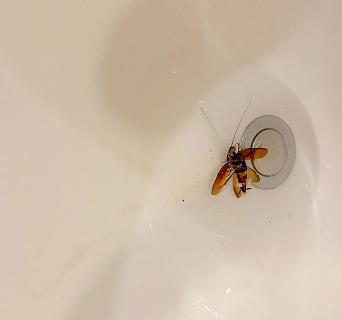 After Chugging Down Half My Water Bottle That I Keep By My Bed, I Felt Something Solid Enter My Mouth, Which I Immediately Spat Back Into The Bottle