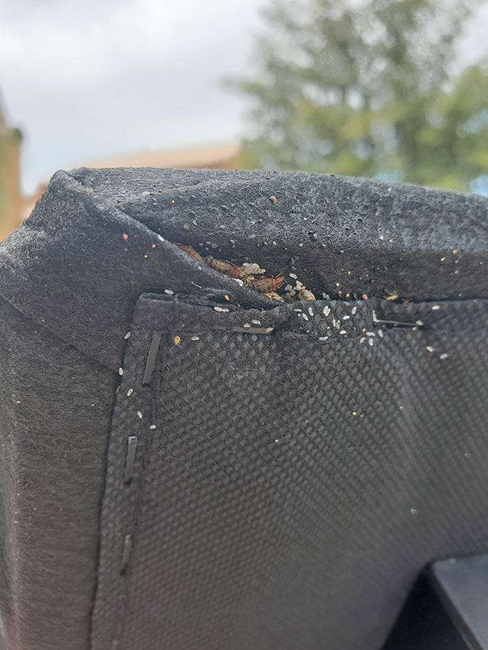 Purchased A New Bed With A Free Adjustable Frame. I Didn't Know It Came With Bed Bugs. Thanks, Mattress Firm