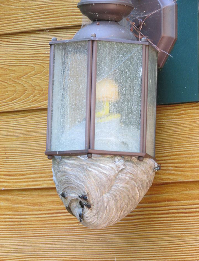 Wonderful Sight To Come Home To After A Month Away