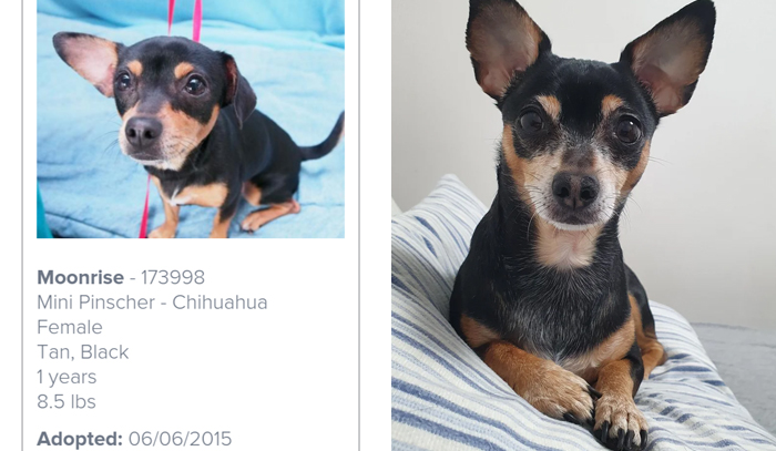 Before Adoption And Five Years Later. A Lot More White Fur These Days!