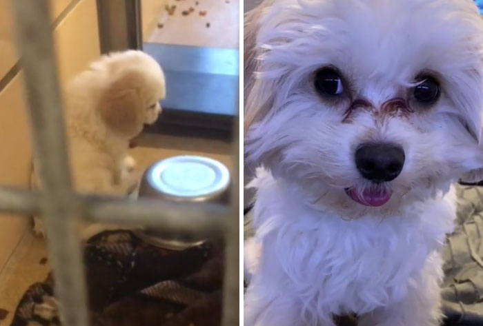 Wick Right After He Was Saved From A Puppymill