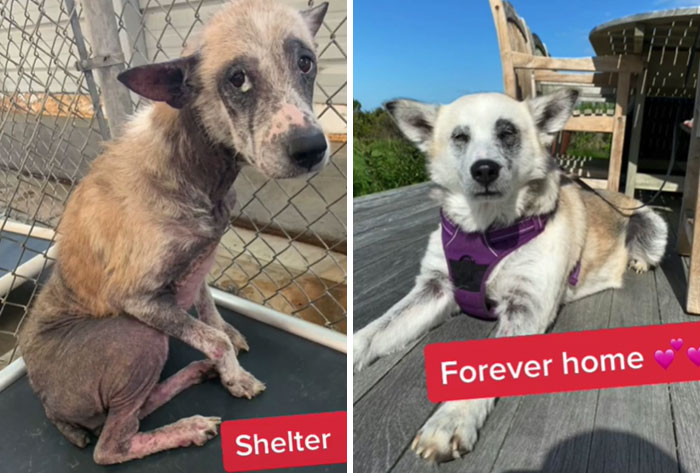 From Kill Shelter To Furever Home