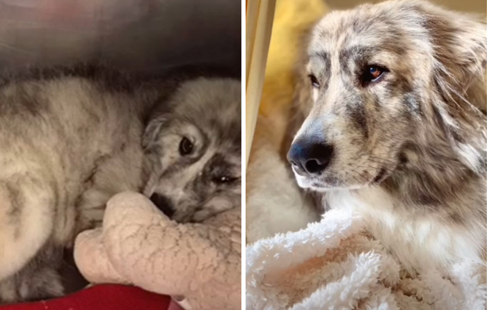 What My Dog Looked Like In His Shelter Picture At Austin Pets Alive vs. Now, 3 Years Later!