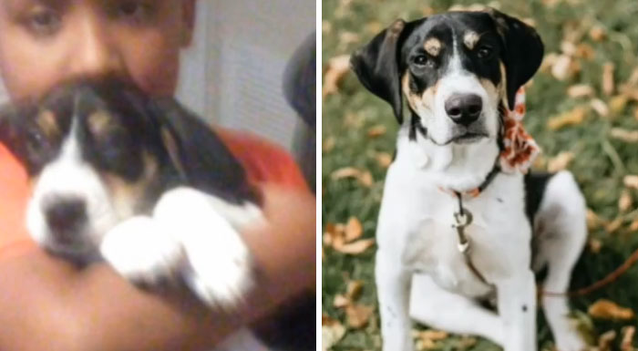 They Did My Dog So Dirty With That Shelter Picture I Can’t