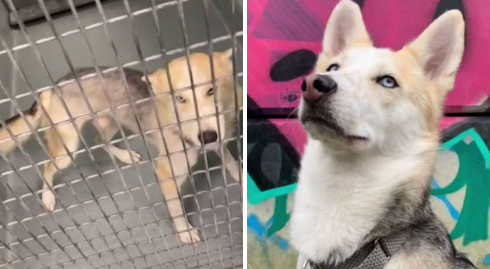 Sick Pup To Beautiful Happy Boy