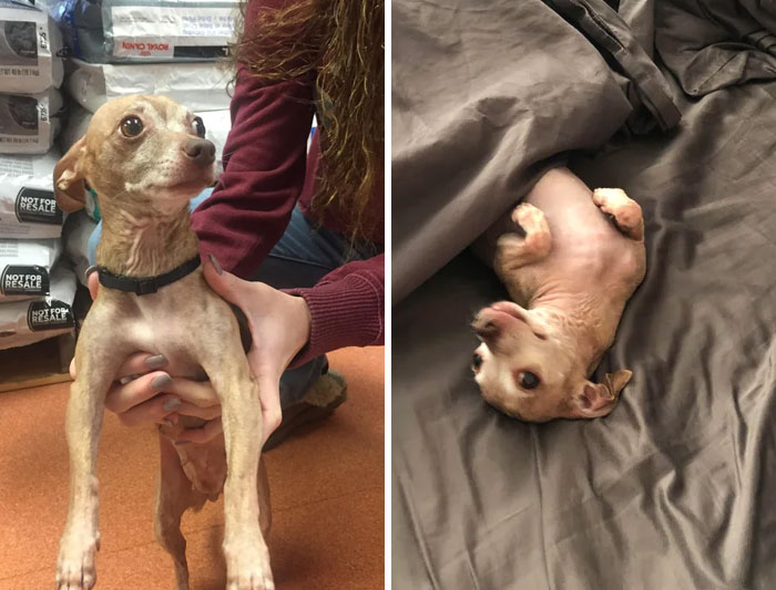 Got Mia About 5 Years Ago After She Traveled 900 Miles Pregnant From A Hoarding Situation To My Local Shelter. She Had Her Puppies On The Way And Unfortunately One Didn’t Make It. Now She’s The Happiest Little Chiweenie, And Wakes Up Everyday Wanting Her Belly Rubs