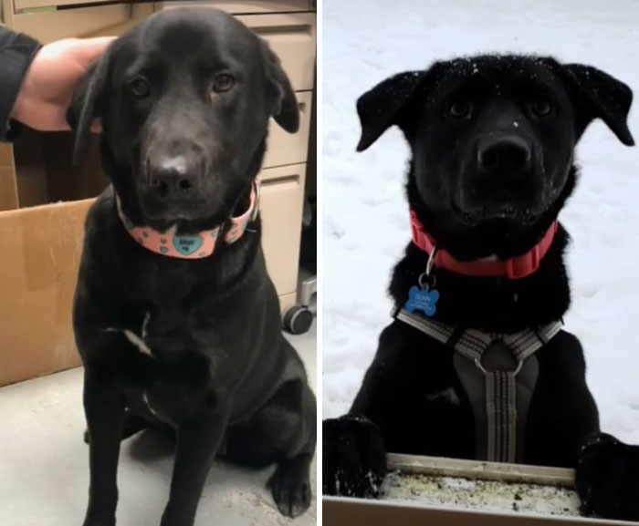 Our Sweet Girl Was Found On The Streets, Then Sat In A Shelter For 2 Months Before She Came To Us