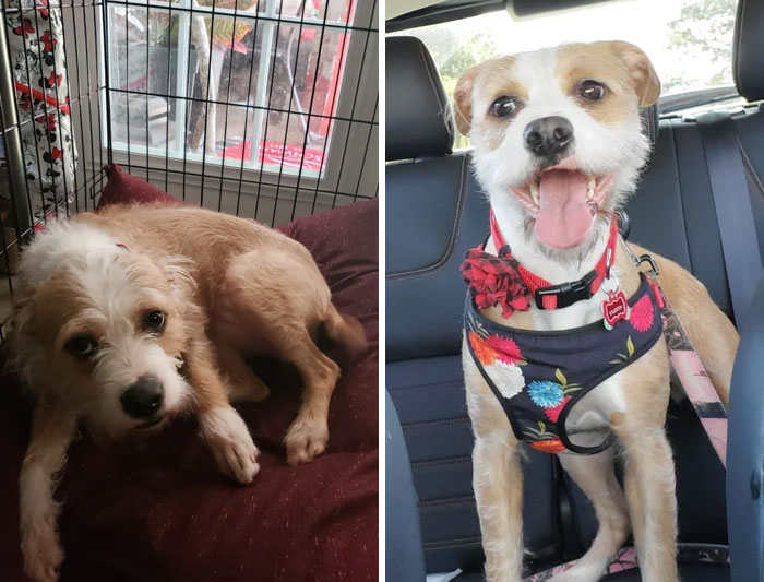 The Day I Rescued Her From A House Of Neglect vs. Today
